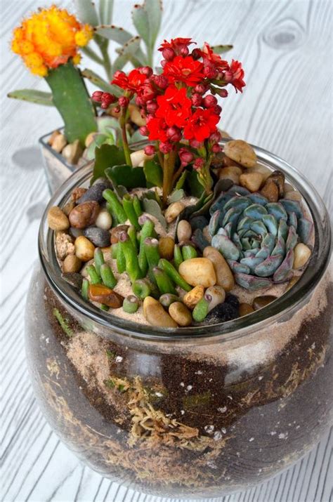 DIY succulent and cacti terrarium