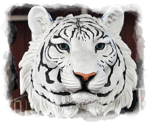 White Tiger Face Free Stock Photo - Public Domain Pictures