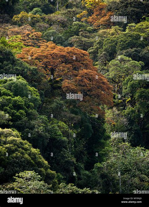 Jatoba tree hi-res stock photography and images - Alamy