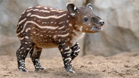 Bairds Tapir Baby