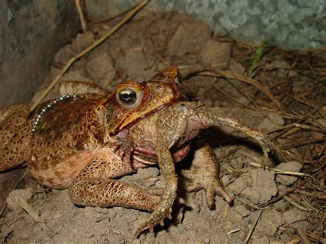 Cane Toads Eating