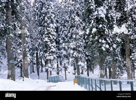 Winter season, snowfall in Gulmarg, Gulmarag, Baramulla district, Jammu ...