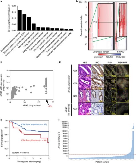 | Amplification of wild-type KRAS associates with elevated KRAS ...