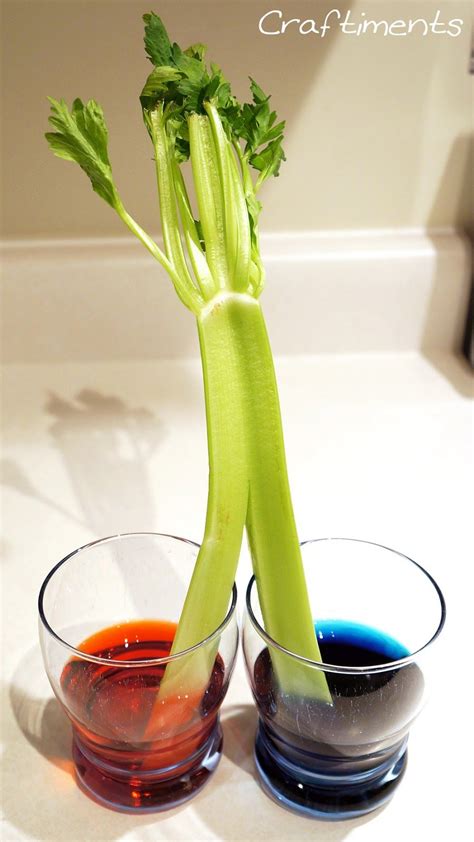 Classic children's experiment using celery and food coloring to ...