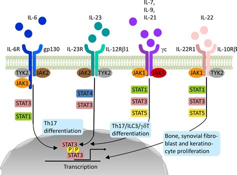 Frontiers | Impact of Janus Kinase Inhibition on the Treatment of Axial Spondyloarthropathies