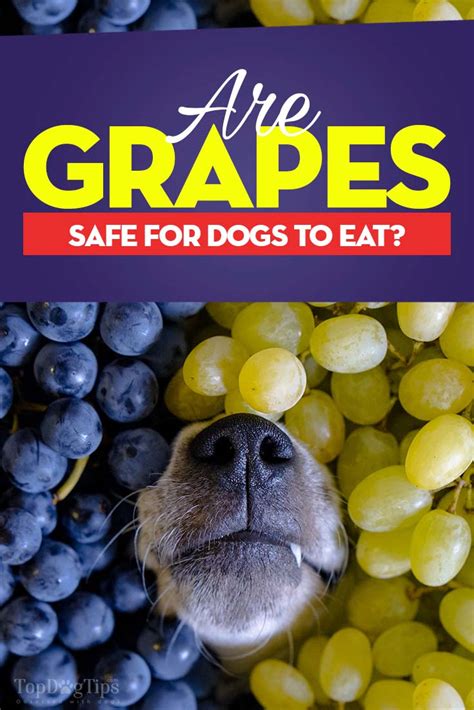 Grapes for Dogs 101: Can Dogs Eat Grapes and What's the Danger?