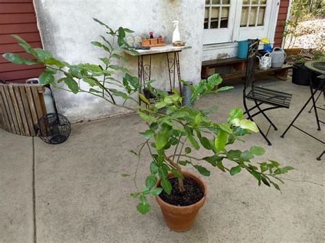 Pruning my kaffir lime tree in the Vegetables and Fruit forum - Garden.org