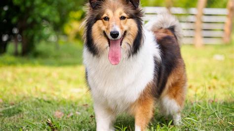 Sheltie Dog Breed » Everything About Shelties