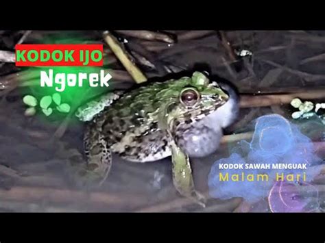 Marsh Frog Sound For Sleeping and Relaxing || suara kodok ijo - YouTube