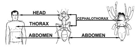 Basic Insect Morphology | Science Literacy and Outreach | University of Nebraska–Lincoln