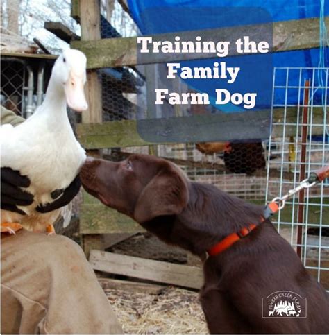 Training the Family Farm Dog | Farm dogs, Dogs, Best farm dogs