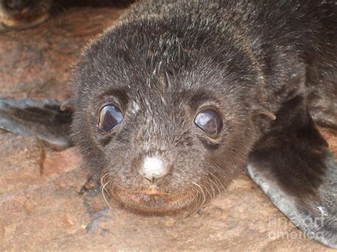 Fur seal pup Photograph by Crystal Beckmann - Fine Art America