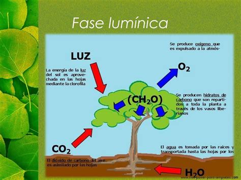 La fotosíntesis y sus fases