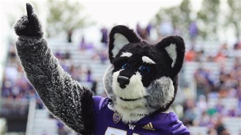 Harry the Husky and the Duck battle it out on Twitter ahead of Saturday's game