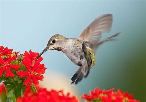 Top 10 Best Hummingbird Flowers for Attracting Birds 2023 - Hummingbirds Plus