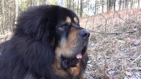 Black Tibetan Mastiff Portrait Yawns Stock Footage Video (100% Royalty ...