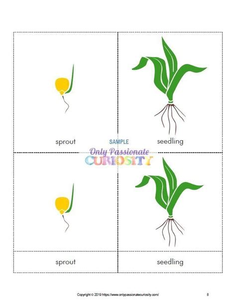 All About Corn--Life Cycle Unit Study. This fun, activity-packed printable pack includes 16 ...