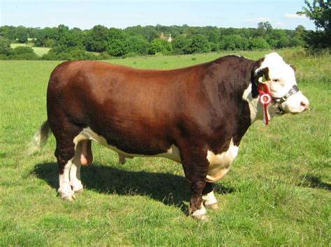 polled hereford bull - Google Search Cow Facts, Animal Facts, Bison, Hereford Cattle, Hereford ...