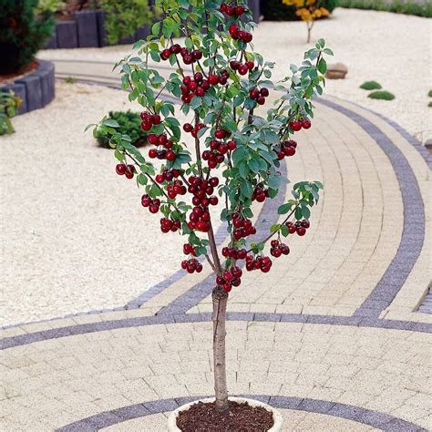 Top 6 Dwarf Fruit Trees You Can Plant In a Mini Garden