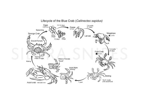 Blue Crab Lifecycle, 2016 on Behance