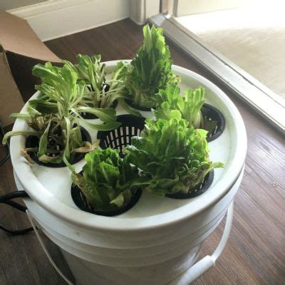 Lettuce For Life! | Hackaday