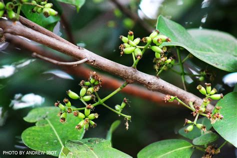 Ako si ANDREW IBOT!: Duhat (Java Plum) (Syszygium jambolanum)