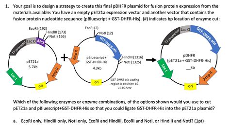 Designed Plasmid Vector