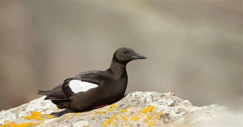 Guillemot Bird Behavior - AnimalBehaviorCorner