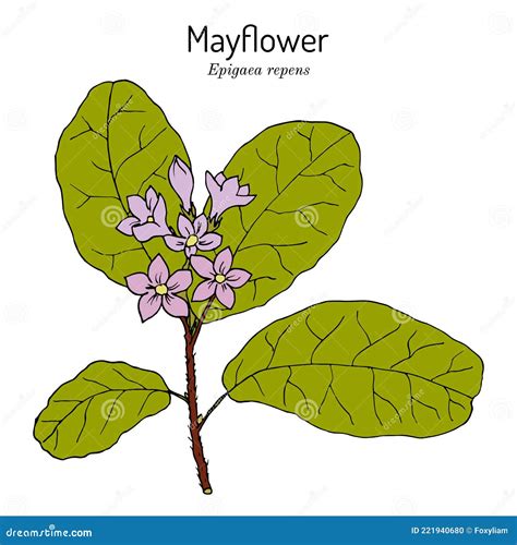 Mayflower or Trailing Arbutus Epigaea Repens , State Flower of ...