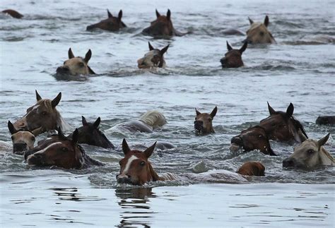 Can Horses Swim