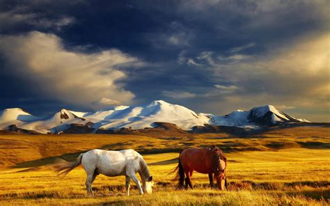 horses, Grasslands, Mountains, Grass, Two, Animals, Horse Wallpapers HD ...