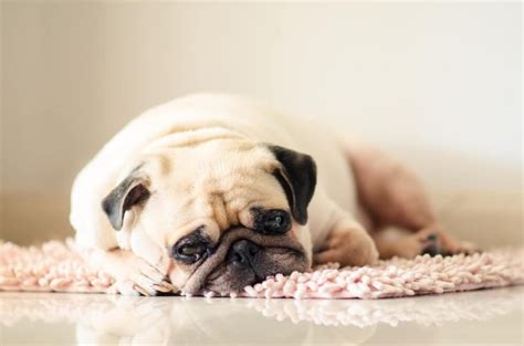 Colitis in Dogs: Symptoms, Causes and Treatments - Raised Right - Human-Grade Pet Food