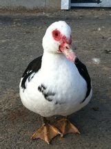 Muscovy Ducks | Muscovy duck, Duck, Barnyard buddies