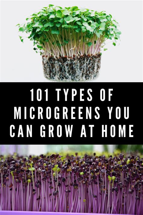 Types of microgreens – Artofit