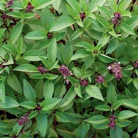 Heirloom Thai Basil Seeds | Planet Natural