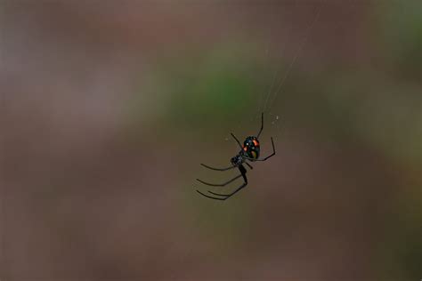 Black Widow Spider Information | Arachnids | Geography Scout