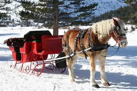 Christmas 2009: In a one-horse open sleigh! | A sleigh ride … | Flickr