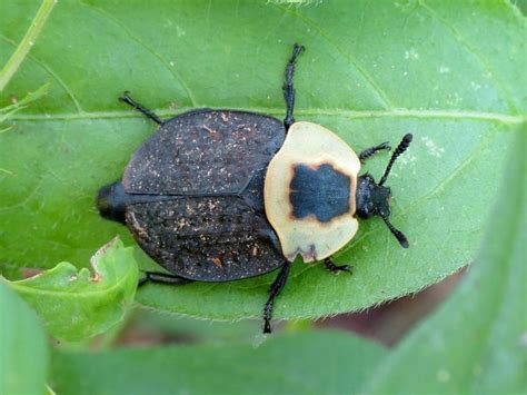 American Carrion Beetle: Identification, Life Cycle, Facts & Pictures