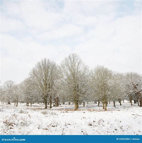 Winter Landscape of Richmond Park Stock Photo - Image of calm, february: 23323284