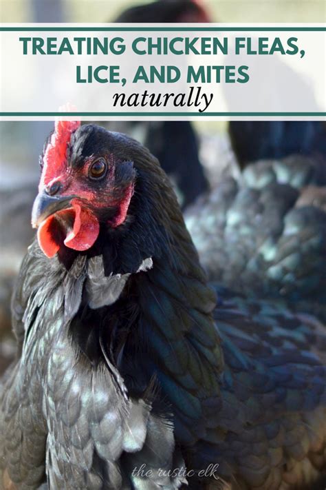 Treating Chicken Fleas, Lice & Mites Naturally