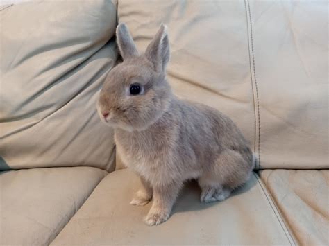 Rabbit for adoption - Dolly, a Netherland Dwarf in Los Angeles, CA ...