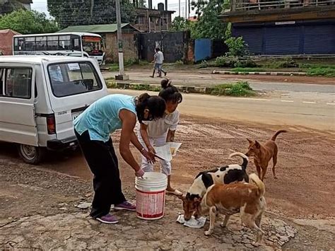 Help us by Donating for Rescue and Treatment of Street Animals | Milaap