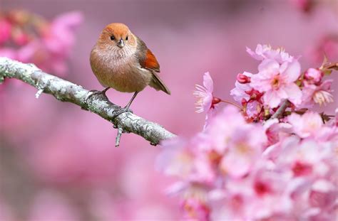 animals, Nature, Birds, Flowers, Depth Of Field, Pink Flowers Wallpapers HD / Desktop and Mobile ...