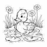 Baby Duck Swimming Coloring Pages Drawing For Kids 27497672 Vector Art  sketch template