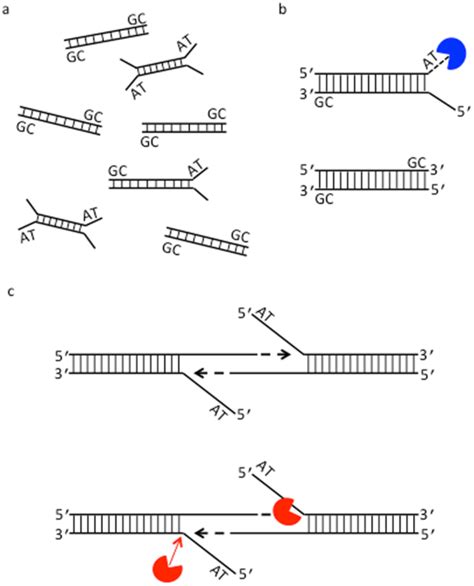 Solid-phase enzyme catalysis of DNA end repair and 3′ A-tailing reduces GC-bias in next ...