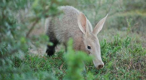 Botswana Wildlife - Botswana Specialists