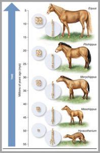 LINE UP THEM BONES FOR THE HORSE EVOLUTION STORY… – Evolution is a Myth