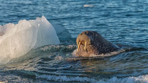 The walrus island, Svalbard & Jan Mayen Islands