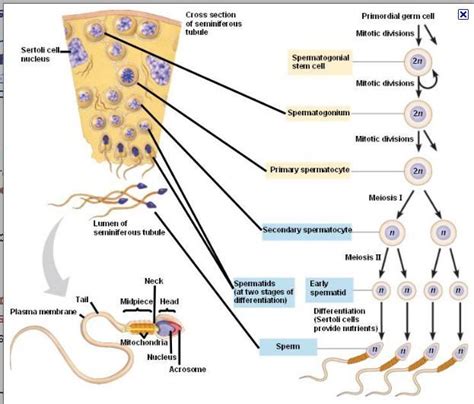 What Is Lumen Anatomy - Anatomical Charts & Posters