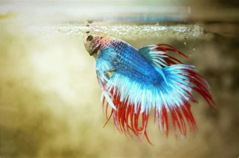 Betta Fish Feeding Schedule: Optimal Timings Unveiled